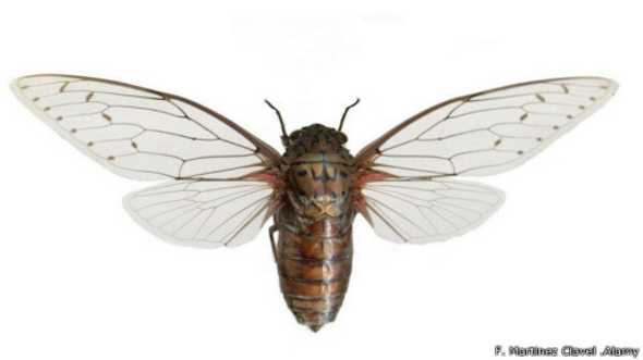 141008163213_the_loudest_insect_in_the_world_512x288_f.martinezclavel.alamy