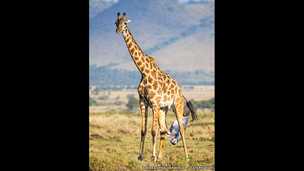 141010125705_caters_giraffe_3