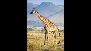 141010125705_caters_giraffe_4