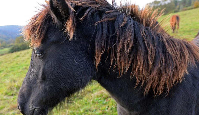 POLAND-ANIMAL-HUCUL-HORSES