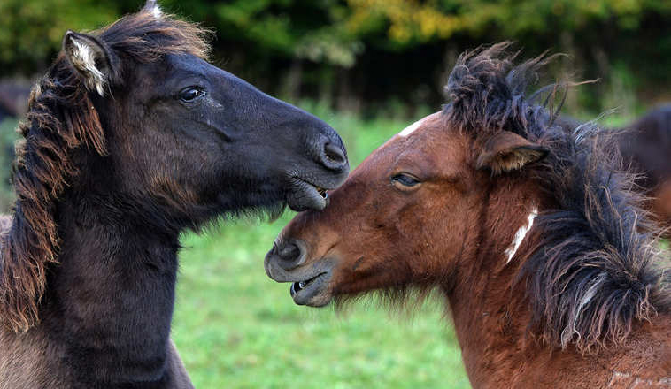 POLAND-ANIMAL-HUCUL-HORSES