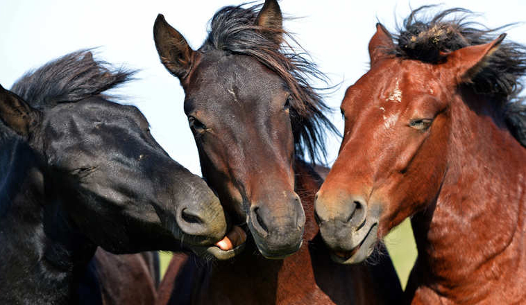 POLAND-ANIMAL-HUCUL-HORSES