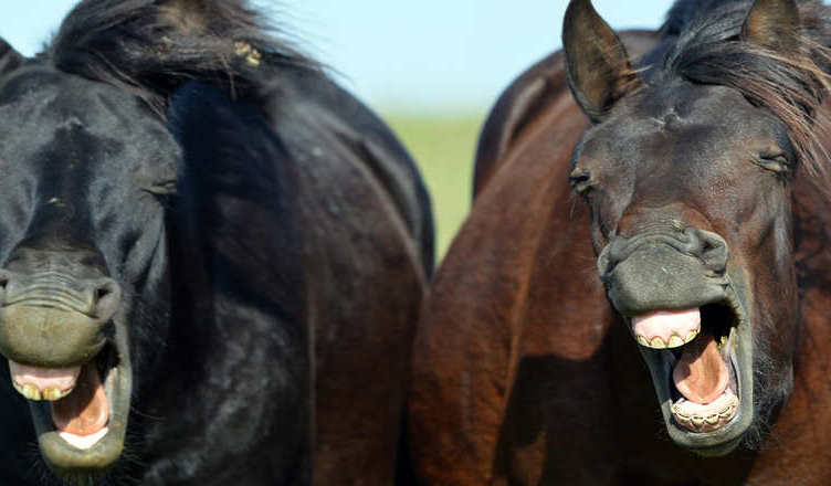 POLAND-ANIMAL-HUCUL-HORSES