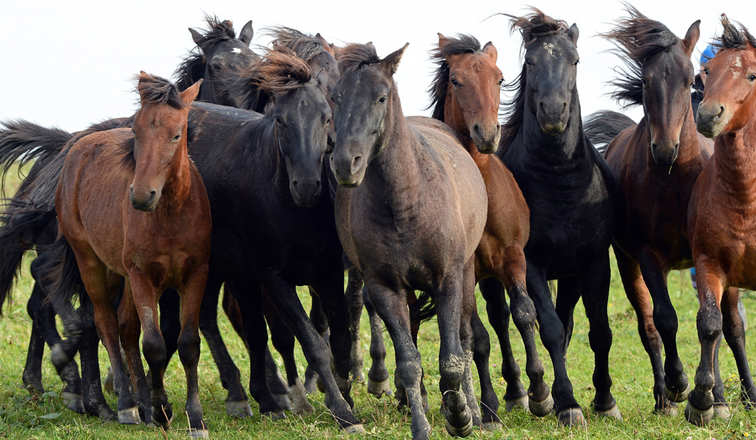POLAND-ANIMAL-HUCUL-HORSES